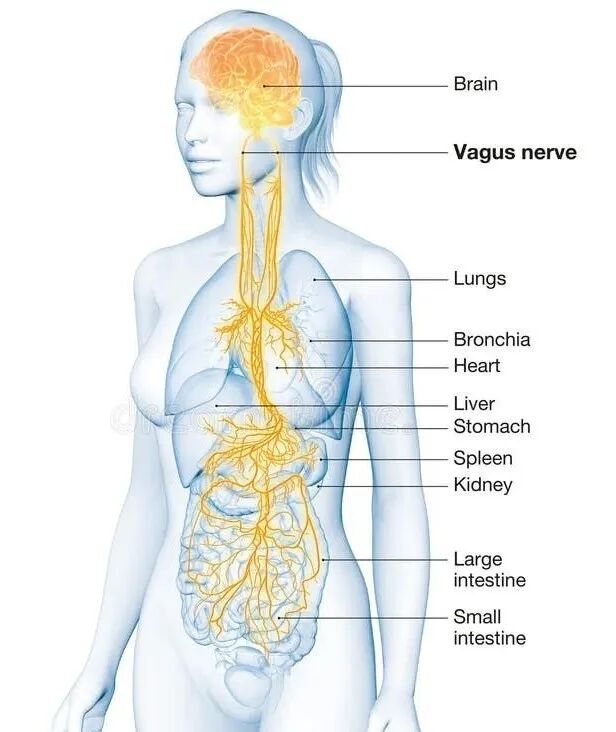 Vagus Nerve Stock Illustrations – 258 Vagus Nerve Stock Illustrations,  Vectors & Clipart - Dreamstime