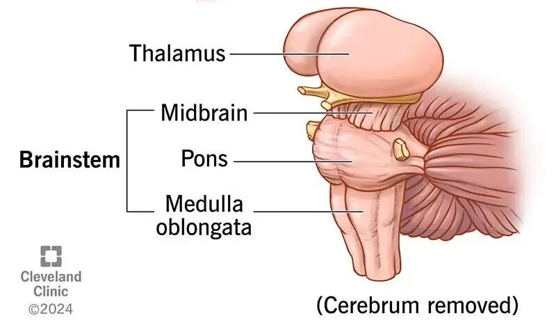 Brainstem: What It Is, Function, Anatomy & Location